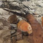 Golden Pigeon Leopard Discus, White Base photo review