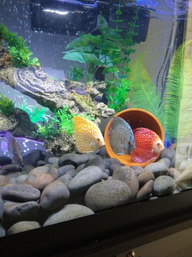 Golden Pearl Pigeon Snakeskin Discus photo review