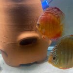 Wild Lago Grande "Blood Red" Discus photo review