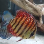 Striated Red Throwback Discus photo review