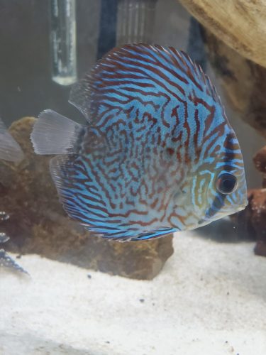 German Red Turquoise Discus photo review