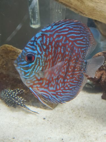 German Red Turquoise Discus, Blue Base photo review