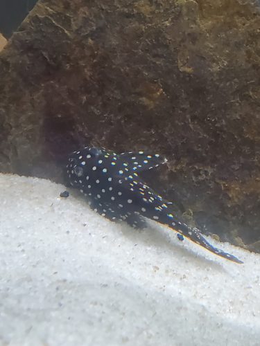 Snowball Plecostomus L102 photo review