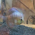 German Red Turquoise Discus, Red Base photo review