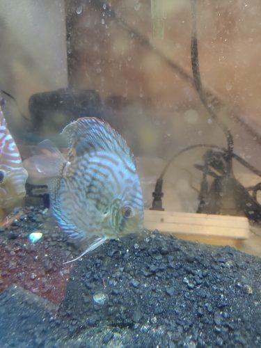 Penang Blue Knight Discus photo review