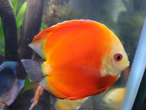 Marlboro Red Panda Discus photo review