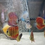 Striated Red Throwback Discus photo review