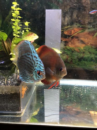 Penang Blue Knight Discus photo review