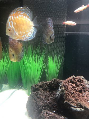 Golden Pearl Pigeon Snakeskin Discus photo review