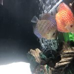 Royal Heckel Cross Discus photo review