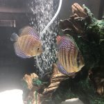 Royal Heckel Cross Discus photo review