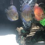 Royal Heckel Cross Discus photo review