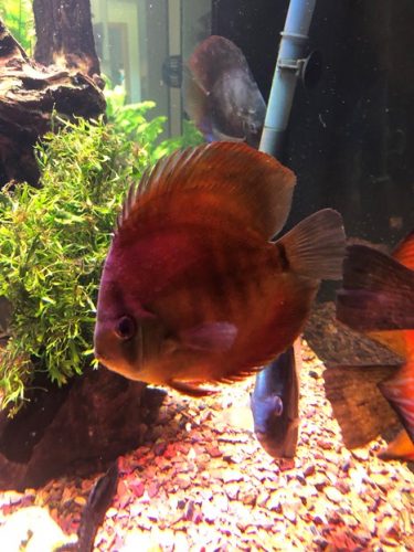 Classic San Merah Discus photo review