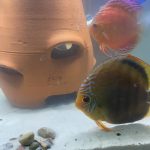 Wild Lago Grande "Blood Red" Discus photo review