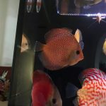 Yellow Pigeon Blood Discus photo review