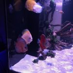 Yellow Pigeon Blood Discus photo review