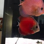 Super Eruption Discus, Blue Base photo review