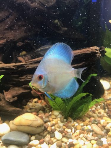 Neon Sapphire Discus photo review