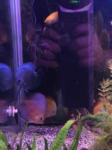 Super Eruption Discus, Blue Base photo review