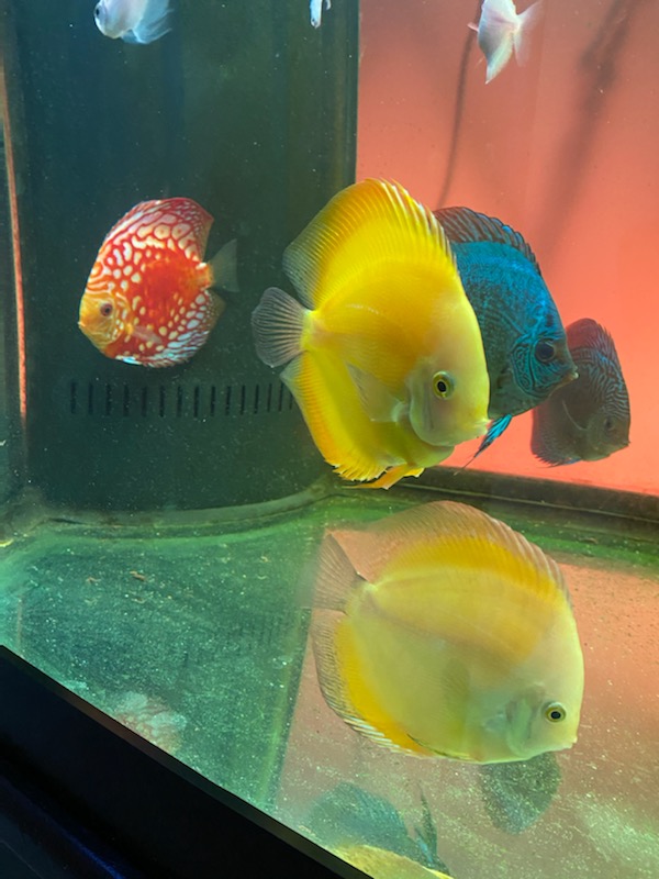 Albino Pearl Diamond Discus, Dark Base | Discus.com