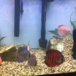 Red Eagle Discus, Wide Pattern photo review