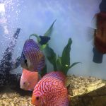 Red Eagle Discus, Wide Pattern photo review