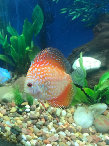 Tangerine Pearl Pigeon Discus photo review