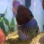 Red Eagle Discus, Wide Pattern photo review