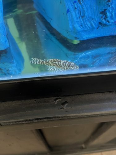 Colombian Zebra L129 Plecostomus photo review