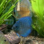 Altum Flora Discus, Green Base photo review