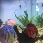 Red Eagle Discus, Wide Pattern photo review