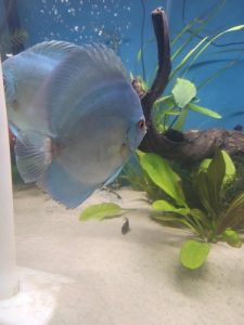 Blue Diamond Discus, Proven Breeding Pair photo review