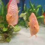 Albino Leopard Snakeskin Discus photo review