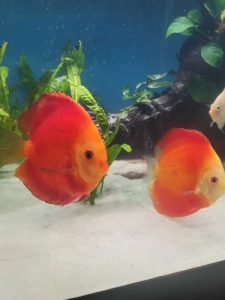 Mandarin Passion Discus, Proven Pair photo review