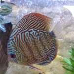 Blue Tiger Carnation Turquoise Discus photo review