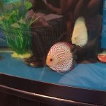 Golden Pearl Pigeon Snakeskin Discus photo review