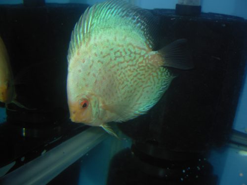 Silver Pigeon Leopard Discus photo review