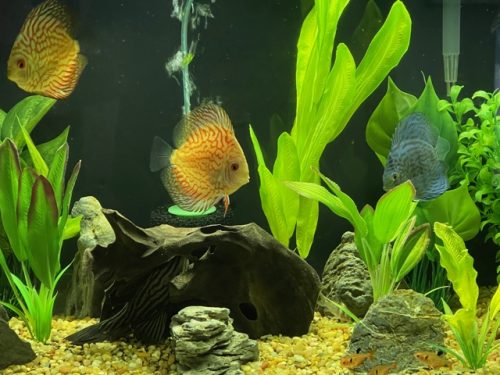 German Red Turquoise Discus, Blue Base photo review