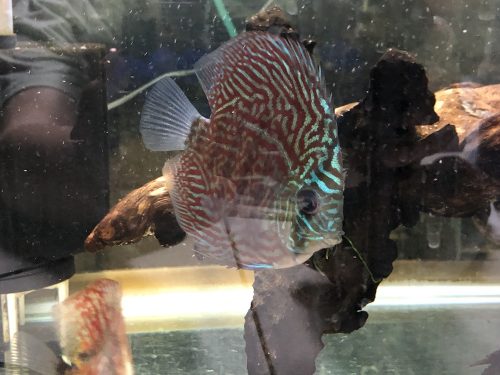 German Red Turquoise Discus, Blue Base photo review