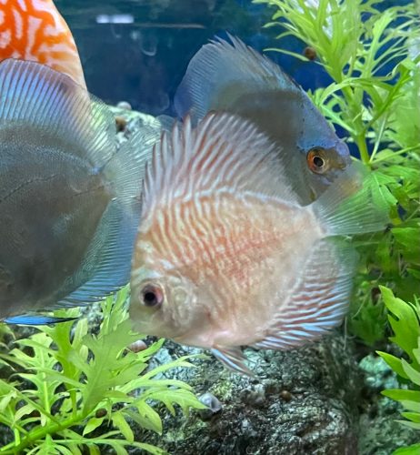 Blue Tiger Turquoise Discus photo review