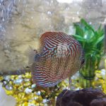 Blue Tiger Carnation Turquoise Discus photo review