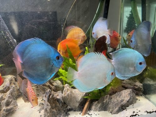 Cobalt Discus With Deep Blue Gene photo review