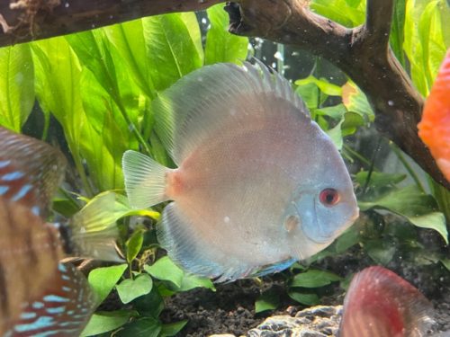 Neon Sapphire Discus photo review