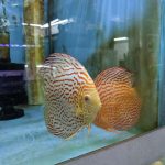 Albino Leopard Snakeskin Discus photo review