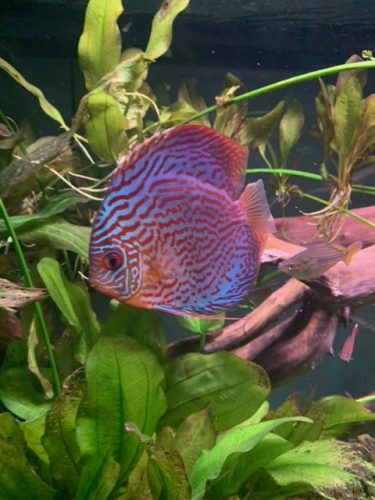 Red Royal Flora Discus photo review