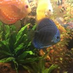 Royal Heckel Cross Discus photo review