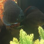 Royal Heckel Cross Discus photo review