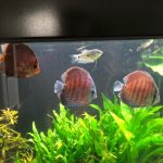 German Red Turquoise Discus, Red Base photo review