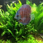 German Red Turquoise Discus, Red Base photo review