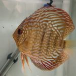 German Red Turquoise Discus, Red Base photo review